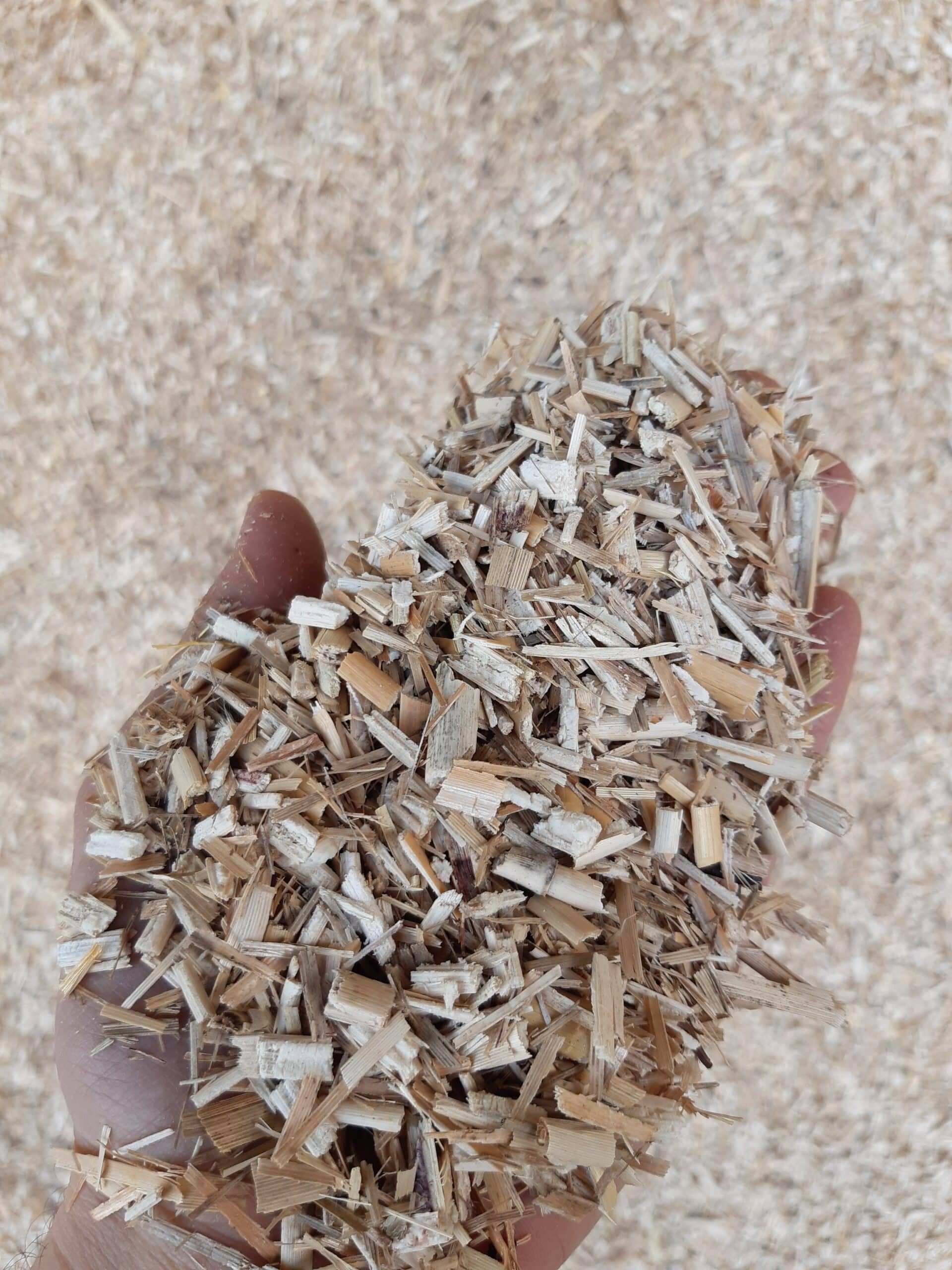 Miscanthus 1