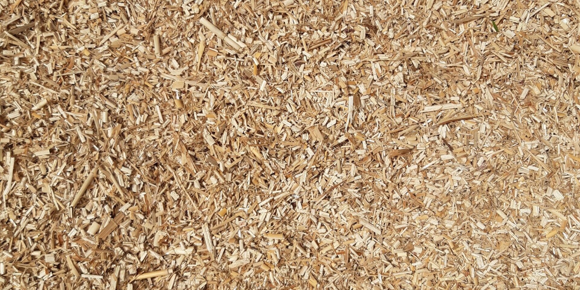 Miscanthus